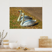 Twee jonge zwanen in het najaar poster (Keuken)