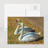 Twee jonge Zwans in de herfst zonlicht. Briefkaart (Voorkant / Achterkant)