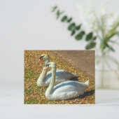 Twee jonge Zwans in de herfst zonlicht. Briefkaart (Staand voorkant)