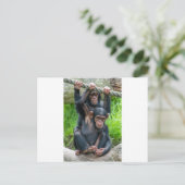 Twee jukachtige baby chimps briefkaart (Staand voorkant)