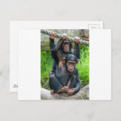 Twee jukachtige baby chimps briefkaart (Voorkant / Achterkant)
