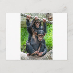 Twee jukachtige baby chimps briefkaart