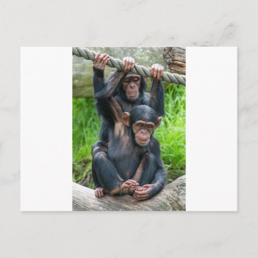 Twee jukachtige baby chimps briefkaart (Voorkant)