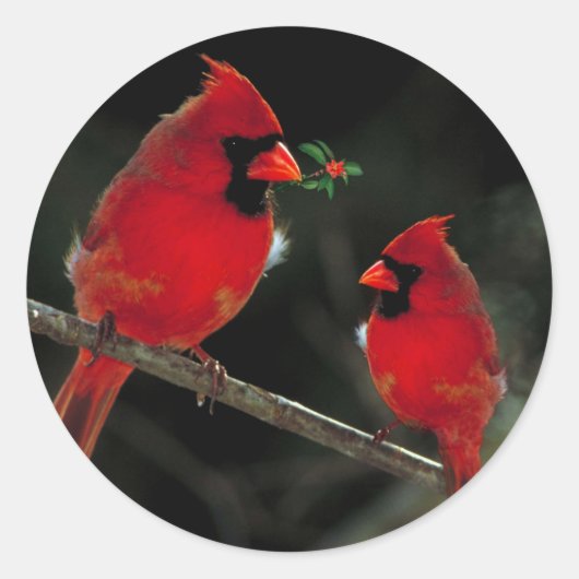 Twee kardinalen kerstvakantie ronde sticker (Voorkant)