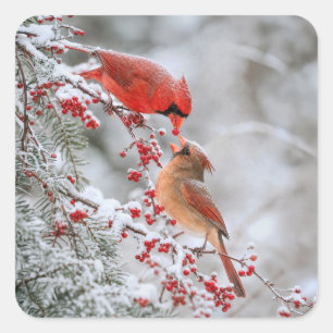 Twee kardinalen met rode bessen in de winter vierkante sticker