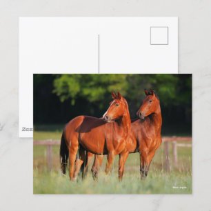 Twee kartonnen paarden in het veld briefkaart