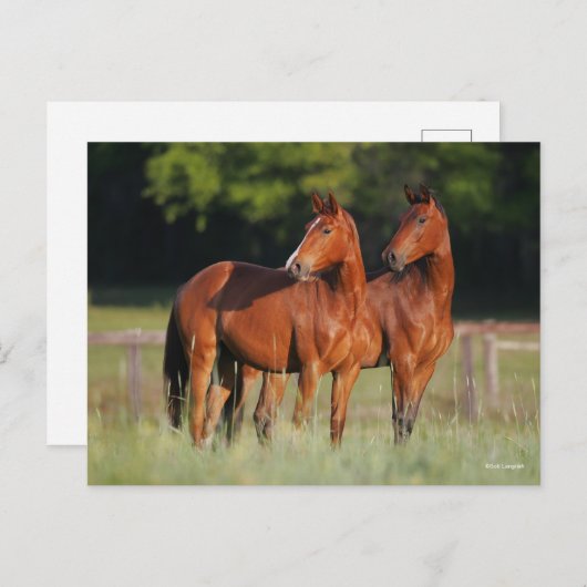Twee kartonnen paarden in het veld briefkaart (Voorkant / Achterkant)