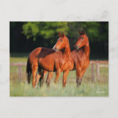 Twee kartonnen paarden in het veld briefkaart (Voorkant)