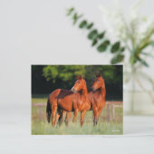Twee kartonnen paarden in het veld briefkaart (Staand voorkant)