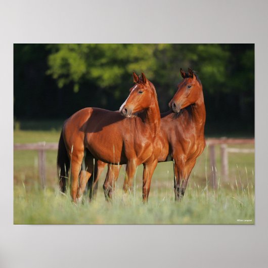 Twee kartonnen paarden in het veld poster (Voorkant)