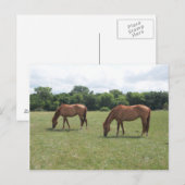Twee kastanjepaarden grazen briefkaart (Voorkant / Achterkant)