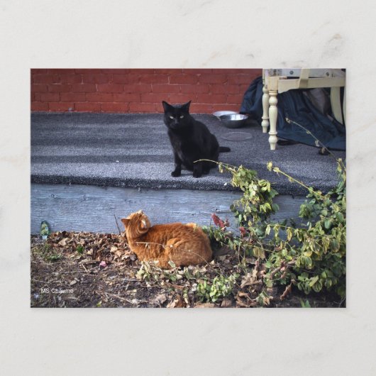 Twee katten in de tuin briefkaart (Voorkant)