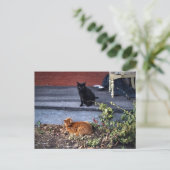 Twee katten in de Yard Briefkaart (Staand voorkant)