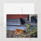 Twee katten in de Yard Briefkaart (Voorkant / Achterkant)
