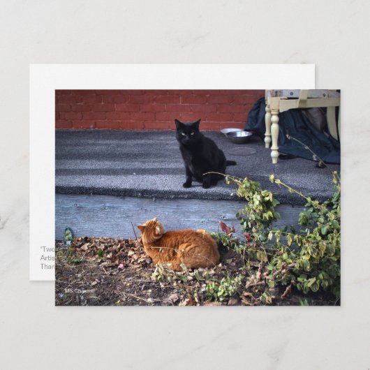 Twee katten in de Yard Briefkaart (Voorkant / Achterkant)