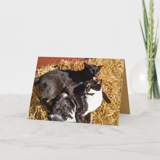 Twee katten in liefde Wenskaart Kaart (Voorkant)