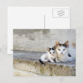 Twee katten in stenen stappen briefkaart (Voorkant / Achterkant)