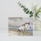 Twee katten in stenen stappen briefkaart (Staand voorkant)