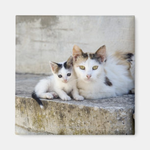 Twee katten in stenen stappen magneet