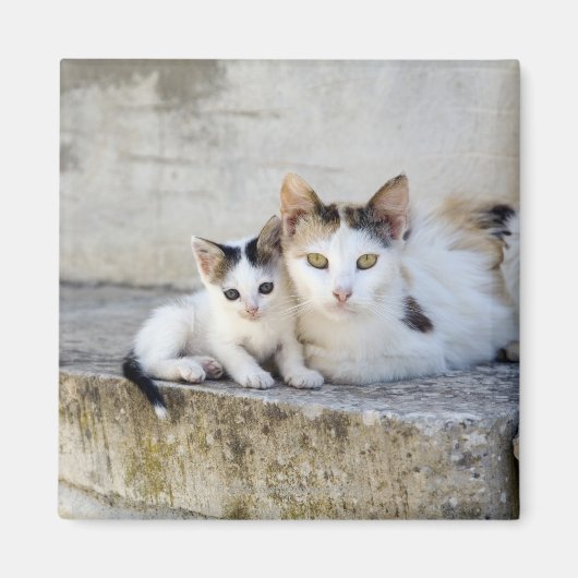 Twee katten in stenen stappen magneet (Voorkant)