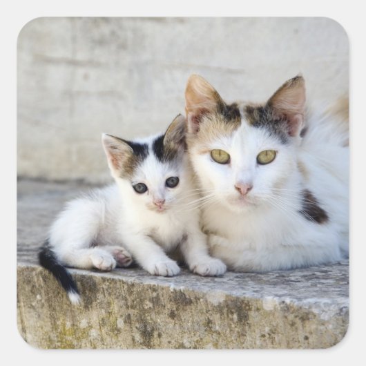 Twee katten in stenen stappen vierkante sticker (Voorkant)