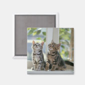 Twee Katten Magneet (Voorkant / Achterkant)