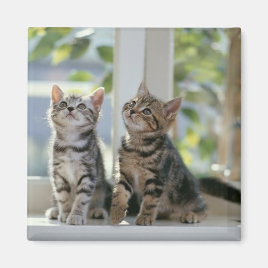 Twee Katten Magneet (Voorkant)