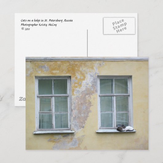 Twee katten op een bergkam in Sint-Petersburg, Rus Briefkaart (Voorkant / Achterkant)