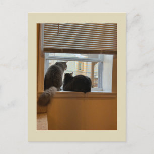 Twee katten op raam ansichtkaart briefkaart
