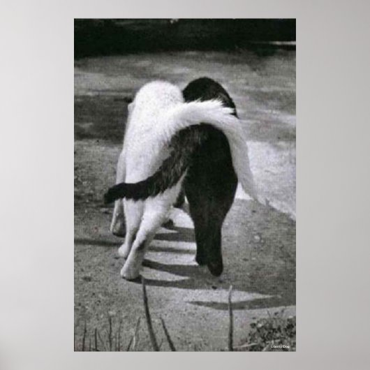 TWEE KATTEN - VRIENDEN - BESTE POSTER- EN CANVAS-D POSTER (Voorkant)