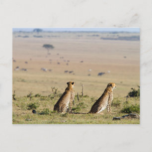 Twee kazen op de uitkijk briefkaart