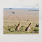 Twee kazen op de uitkijk briefkaart (Voorkant)