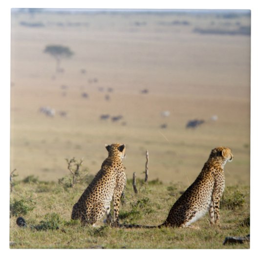 Twee kazen op de uitkijk tegeltje (Voorkant)