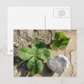 Twee keer vier lederen klaver Iers Luck St. Patric Briefkaart (Voorkant / Achterkant)