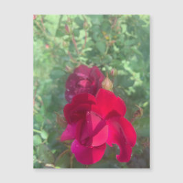 Twee keer zo mooie Roos magneet