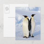 Twee keizerpinguïns in Antarctica Briefkaart (Voorkant / Achterkant)