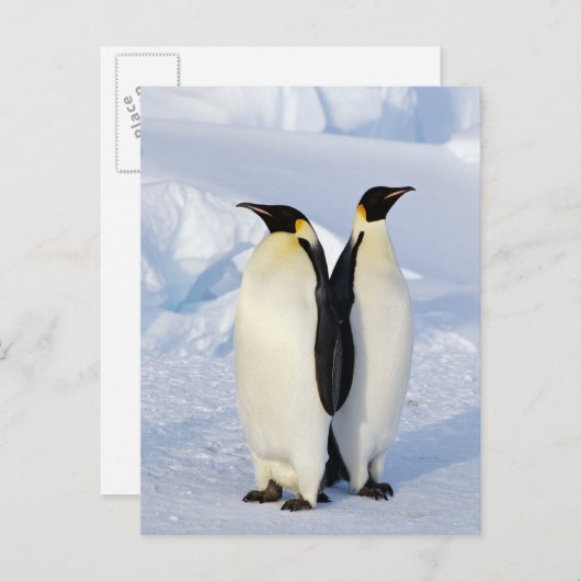 Twee keizerpinguïns in Antarctica Briefkaart (Voorkant / Achterkant)