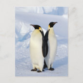 Twee keizerpinguïns in Antarctica Briefkaart (Voorkant)