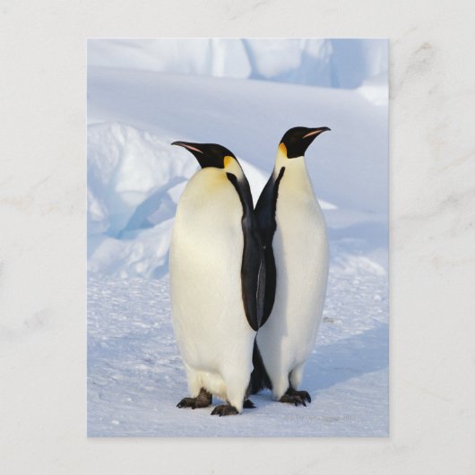 Twee keizerpinguïns in Antarctica Briefkaart (Voorkant)