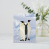 Twee keizerpinguïns in Antarctica Briefkaart (Staand voorkant)