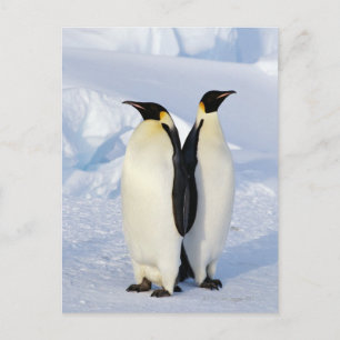 Twee keizerpinguïns in Antarctica Briefkaart