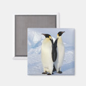 Twee keizerpinguïns in Antarctica Magneet (Voorkant / Achterkant)