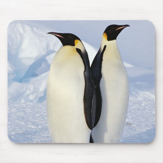 Twee keizerpinguïns in Antarctica Muismat (Voorkant)