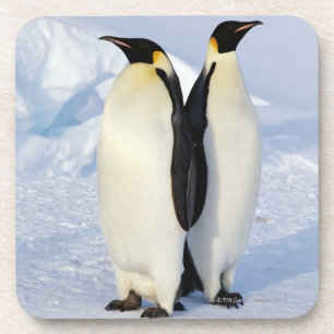Twee keizerpinguïns in Antarctica Onderzetter