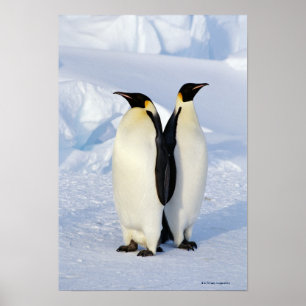 Twee keizerpinguïns in Antarctica Poster