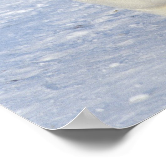 Twee keizerpinguïns in Antarctica Poster (Hoek)