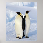 Twee keizerpinguïns in Antarctica Poster (Voorkant)