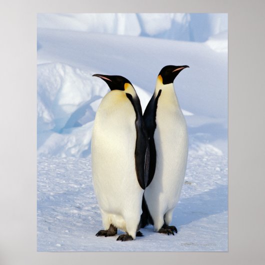 Twee keizerpinguïns in Antarctica Poster (Voorkant)