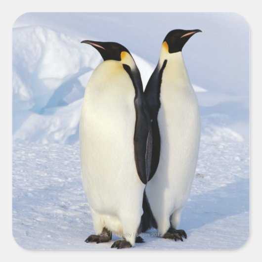 Twee keizerpinguïns in Antarctica Vierkante Sticker (Voorkant)