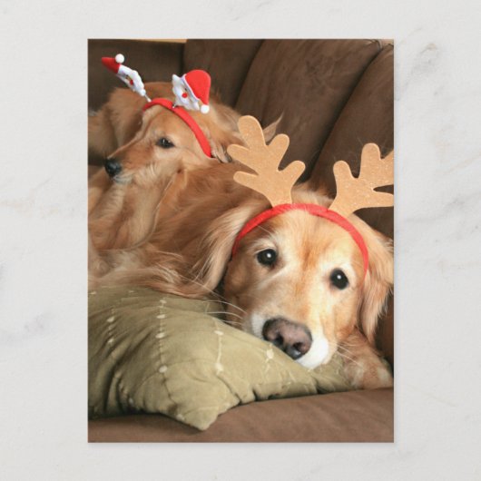 Twee kerstfeestdagen Golden Retrievers Feestdagenkaart (Voorkant)